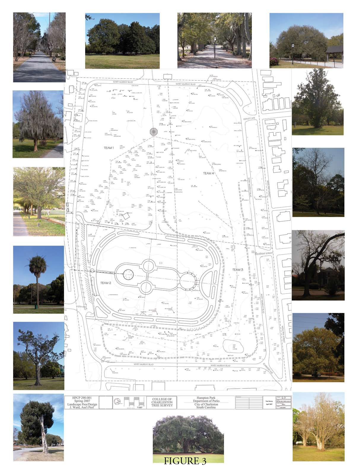 Hampton Park Tree Survey
